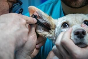 Accumulo di Cerume - Otorino per Cane