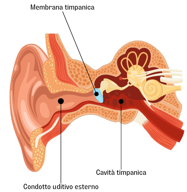Infografica sulla struttura interna dell'orecchio